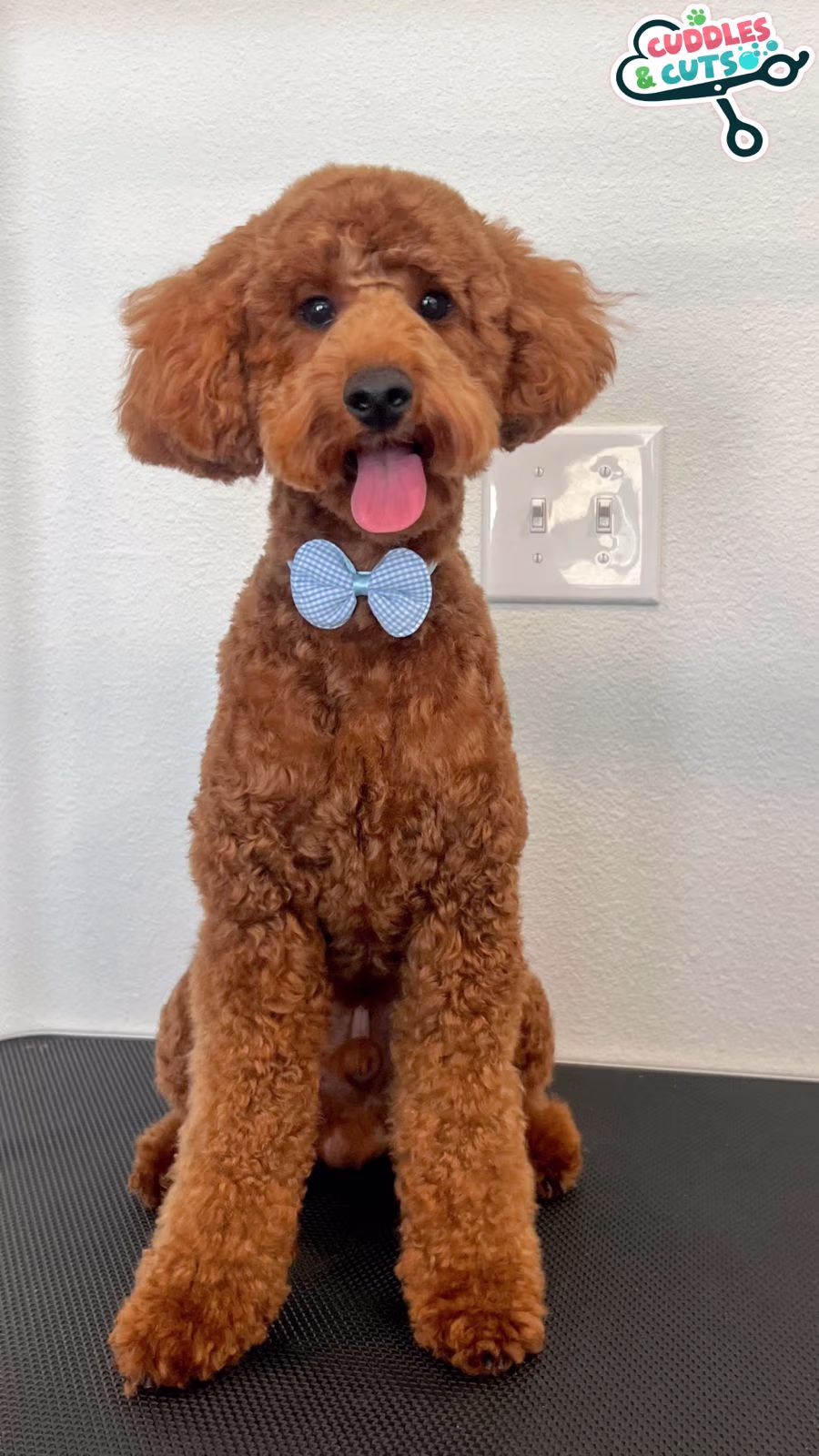 After professional in-home dog grooming transformation in Round Rock TX