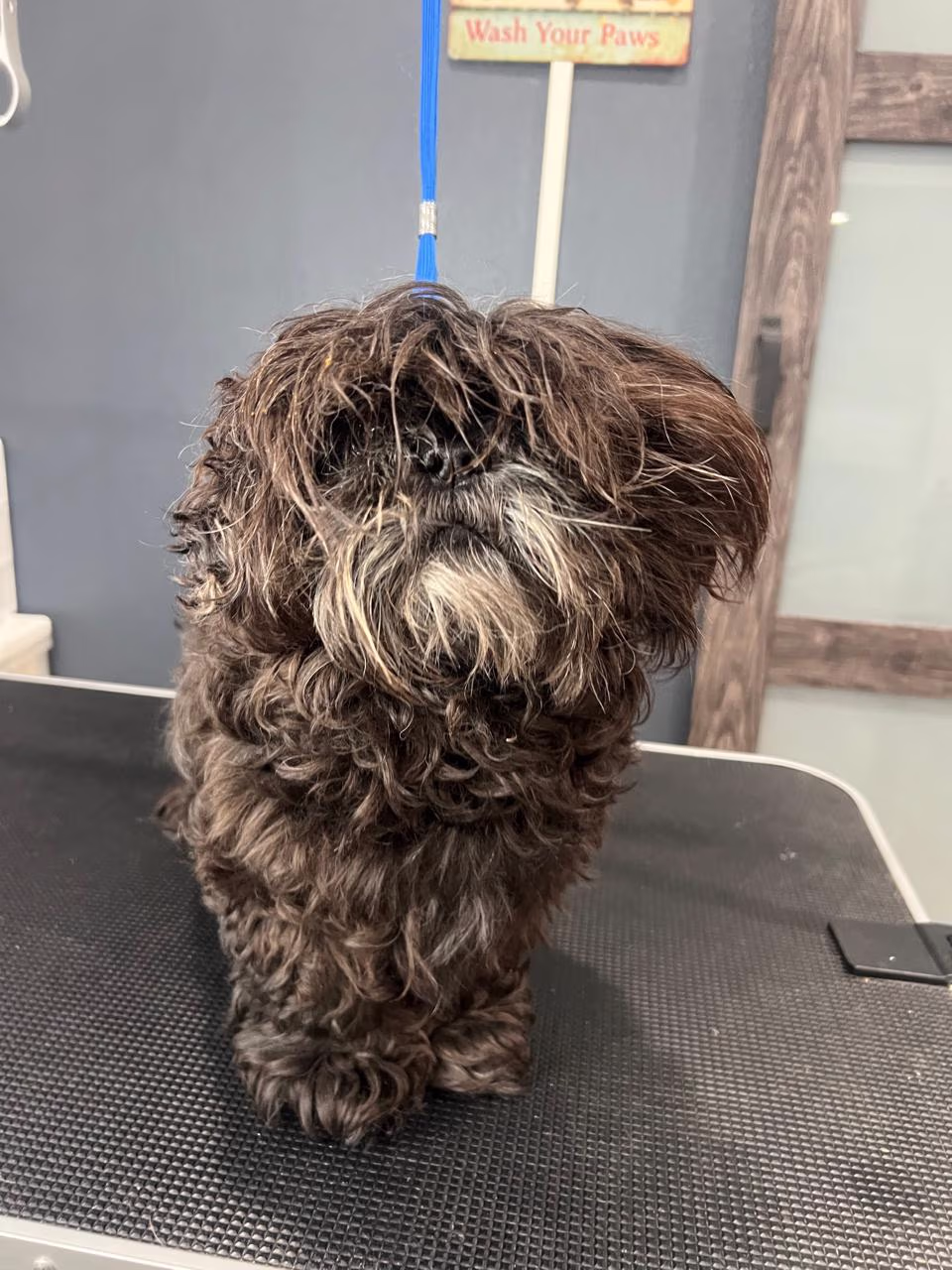 Before in-home dog grooming session in Round Rock TX