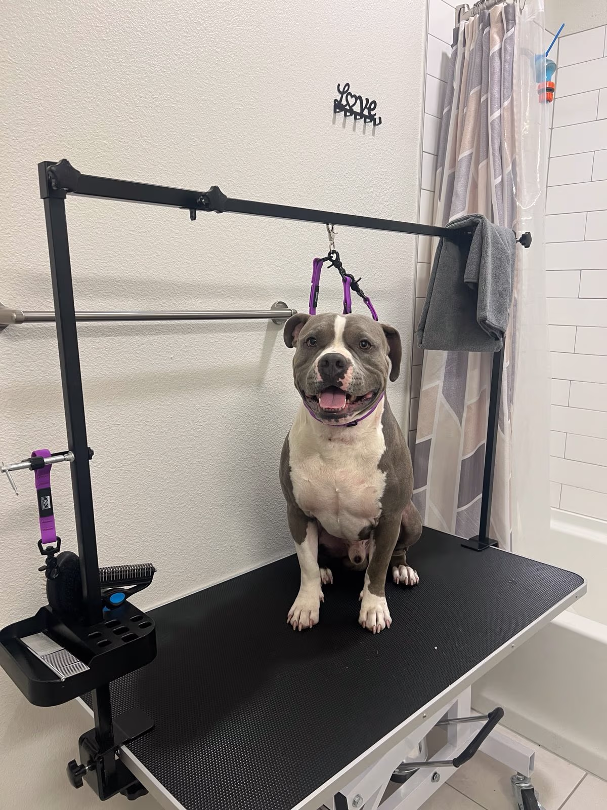 Before in-home dog grooming session in Round Rock TX